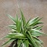 金边吊兰福建四海园基地直销