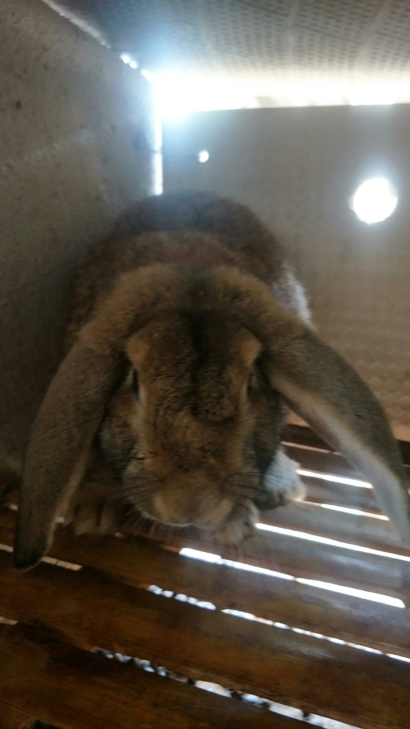 肉兔养殖总场