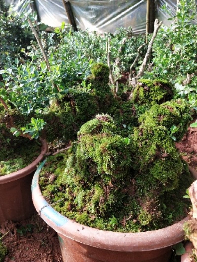这种植物镇宅寓意好，人称“木中君子”，家里有的人好好养