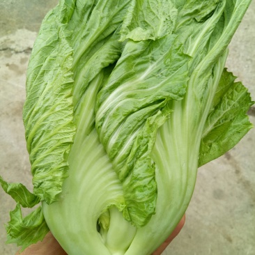 玻璃生菜