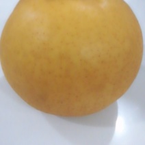 圆黄梨