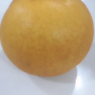 圆黄梨