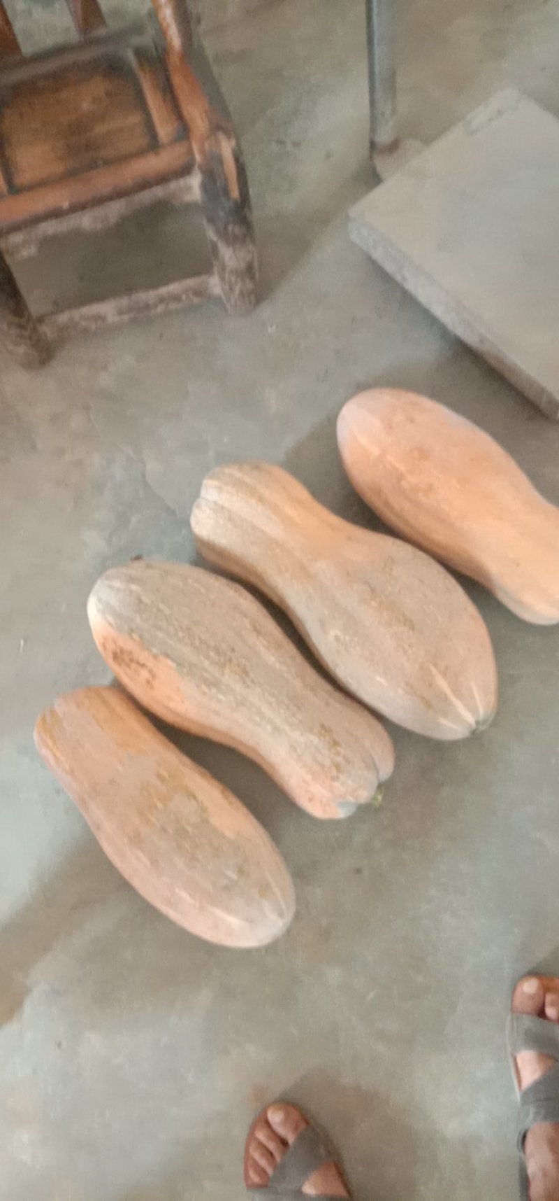 南瓜大量供应又甜又面口感好产地直销量大