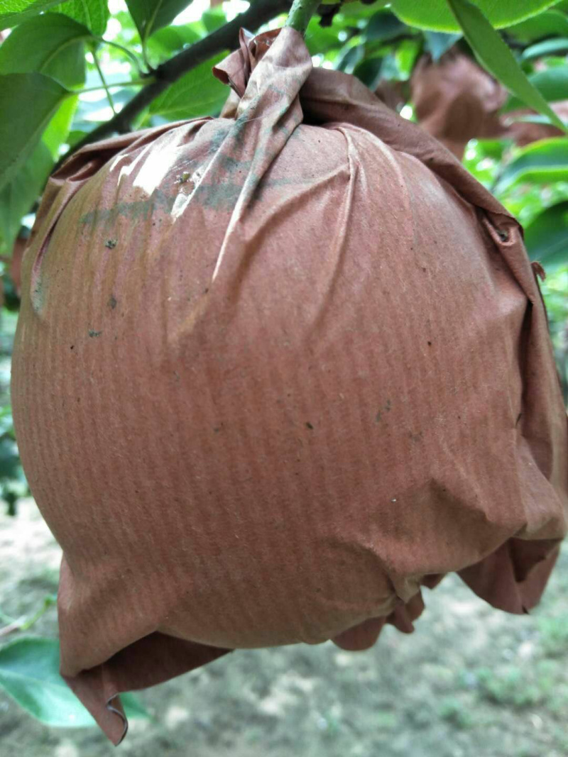 黄冠梨，头水精品皇冠梨，产地直销，一手货源，