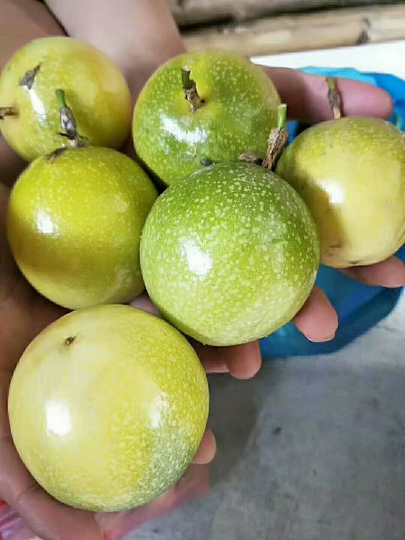 黄金百香果。种紫香百香果