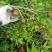自家种植原生态客家山茶油孕妇月子食用油宝宝天然护肤油