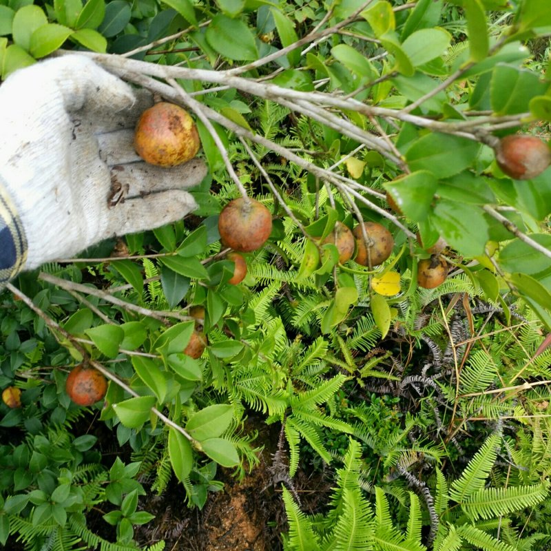 自家种植原生态客家山茶油孕妇月子食用油宝宝天然护肤油