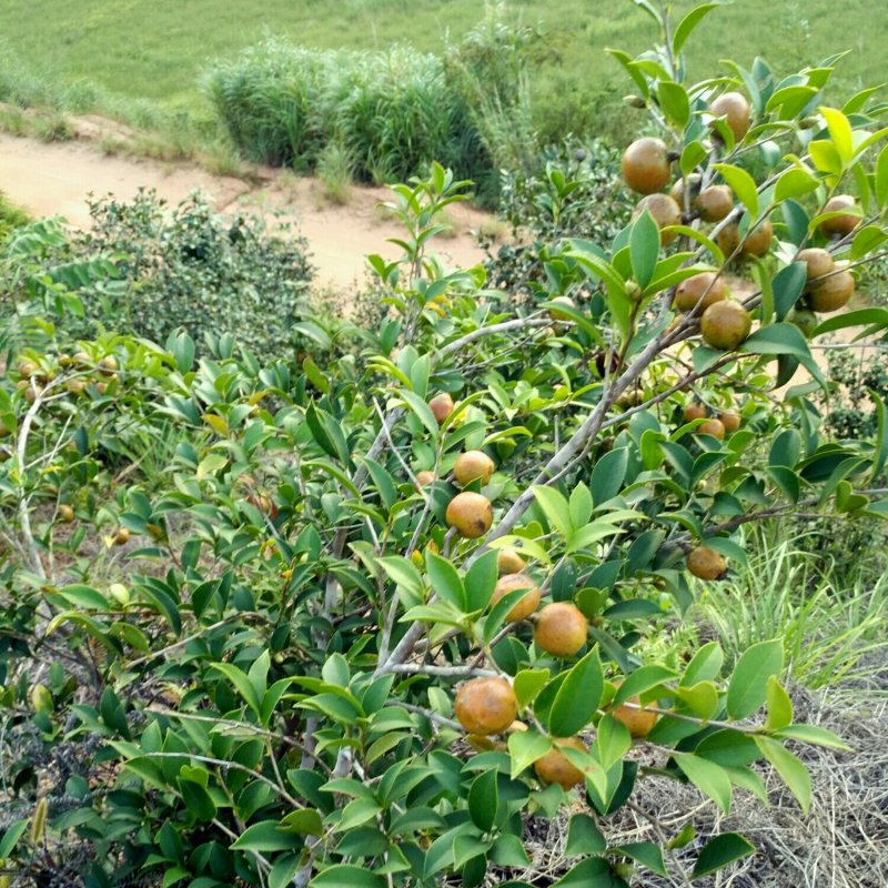 自家种植原生态客家山茶油孕妇月子食用油宝宝天然护肤油