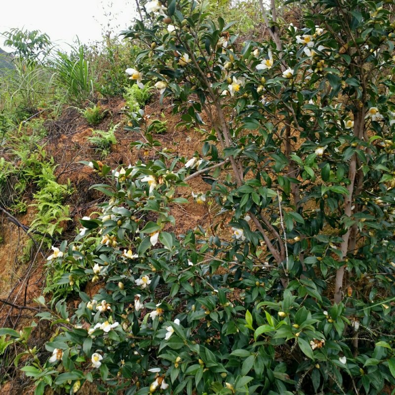 自家种植原生态客家山茶油孕妇月子食用油宝宝天然护肤油