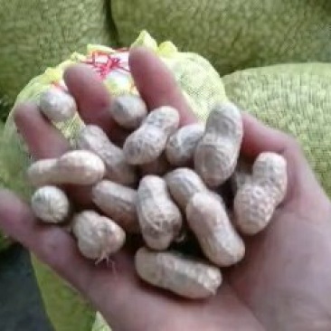 白沙鲜花生,襄阳老河口市花生,精选花生干花生产地直发