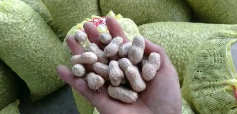 白沙鲜花生，襄阳老河口市花生，精选花生干花生产地直发
