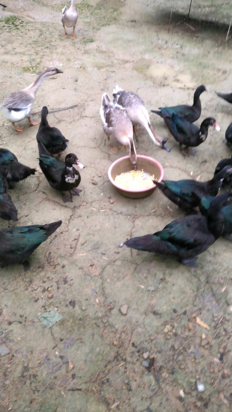 番鸭，