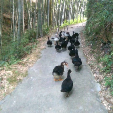 番鸭，