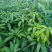 金煌芒果树苗嫁接芒果苗南方种植果树苗