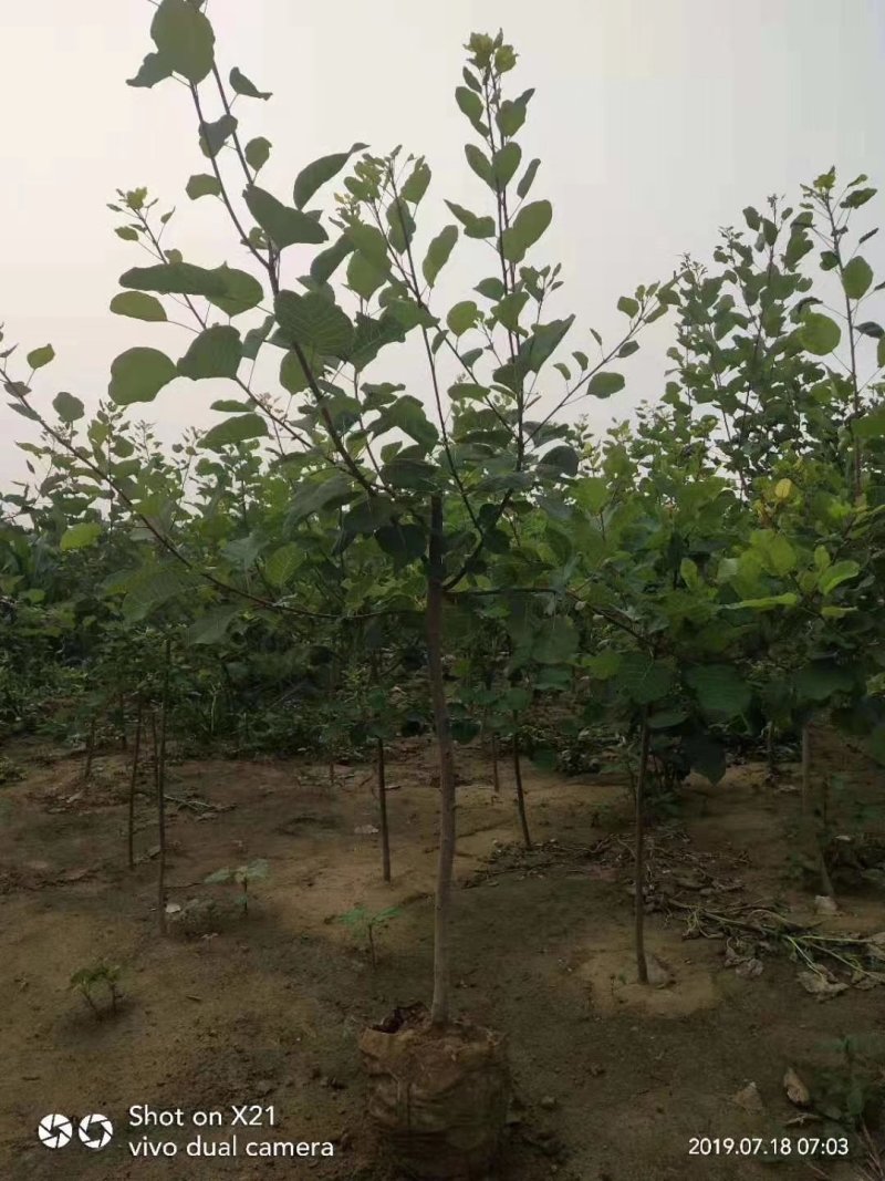 营养杯黄栌，产地直销，质量保证，杯子有16，20，的各种