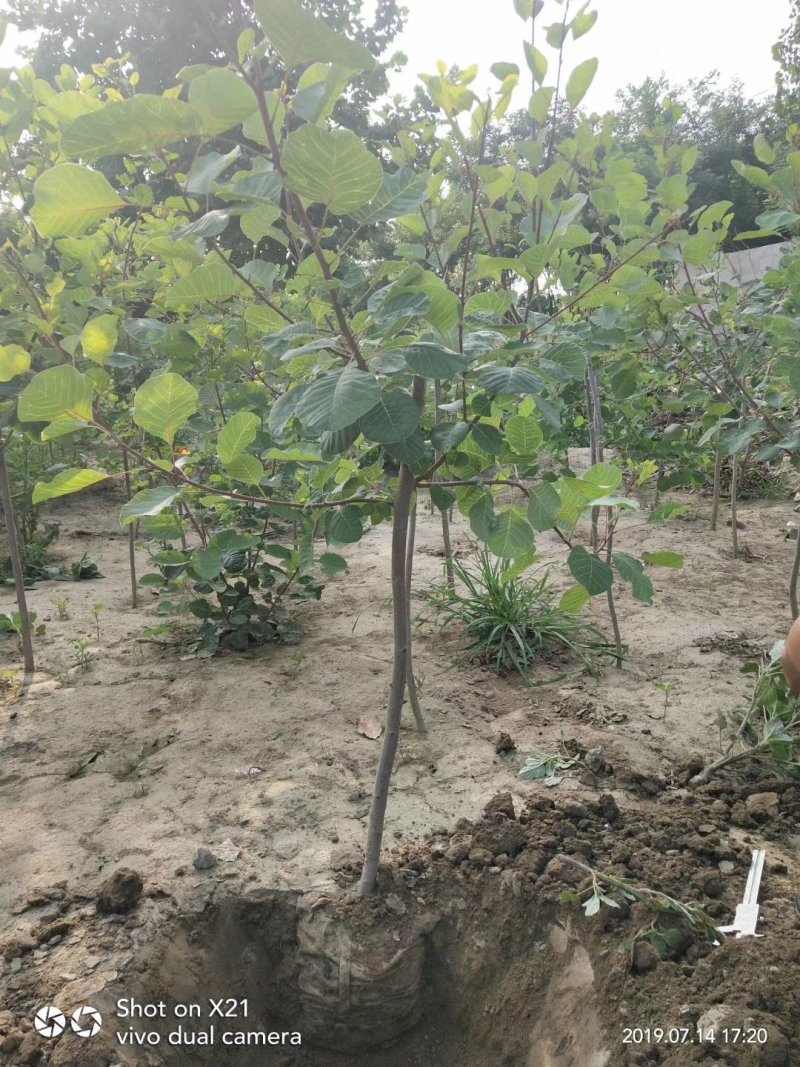 营养杯黄栌，产地直销，质量保证，杯子有16，20，的各种