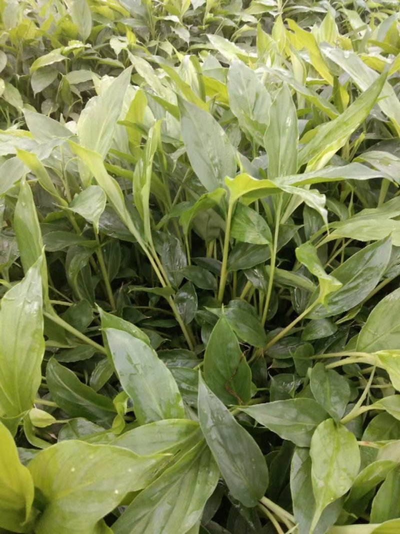 草果苗，草果苗草果苗
