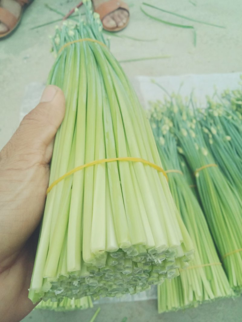 精品韭苔，自产自销一手货源万亩精品大棚韭苔大量供应