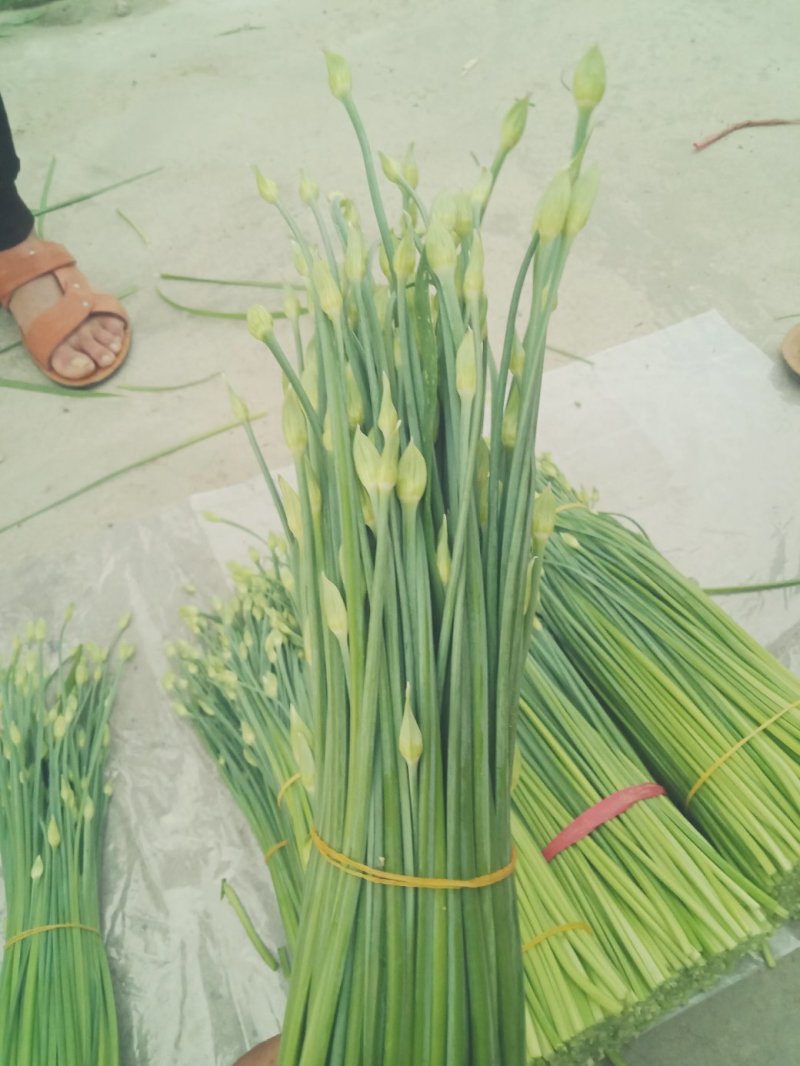 精品韭苔，自产自销一手货源万亩精品大棚韭苔大量供应