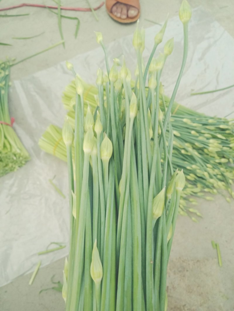 精品韭苔，自产自销一手货源万亩精品大棚韭苔大量供应
