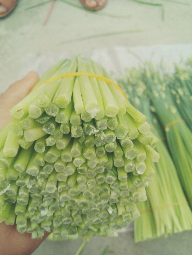精品韭苔，自产自销一手货源万亩精品大棚韭苔大量供应