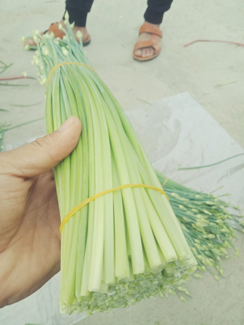 精品韭苔，自产自销一手货源万亩精品大棚韭苔大量供应
