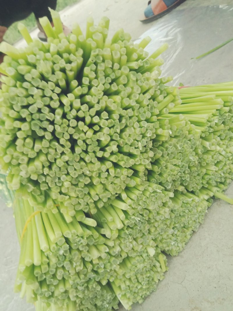 精品韭苔，自产自销一手货源万亩精品大棚韭苔大量供应