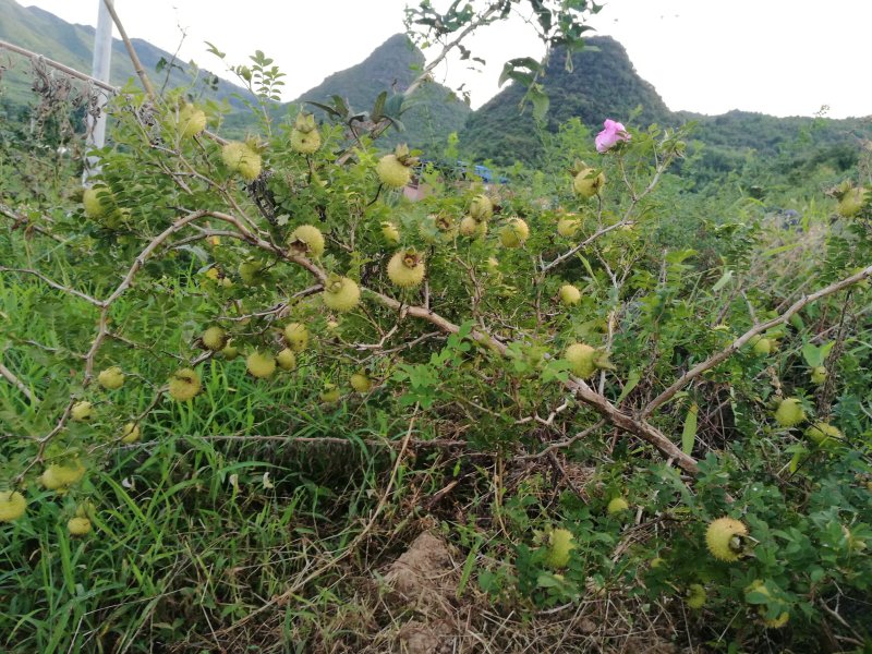 刺梨鲜果