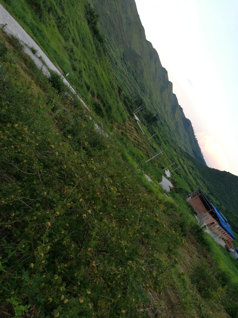 刺梨鲜果