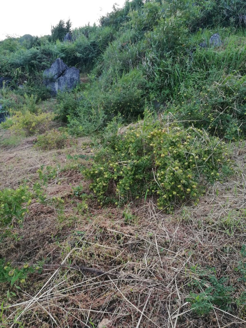 刺梨鲜果