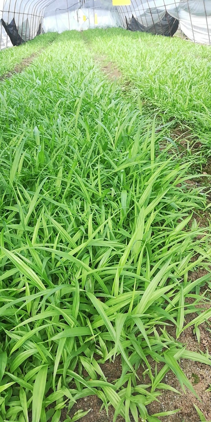 白芨种苗无条件技术跟踪服务免费补苗保价回收