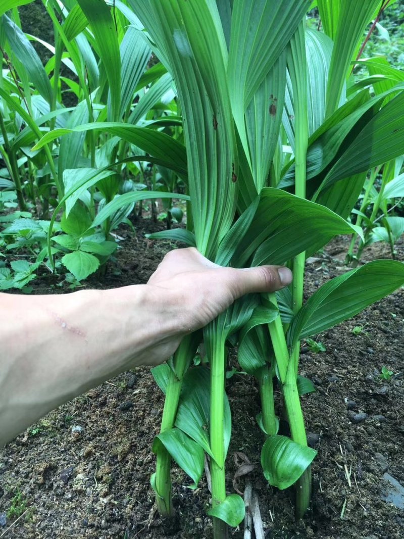 白芨种苗无条件技术跟踪服务免费补苗保价回收