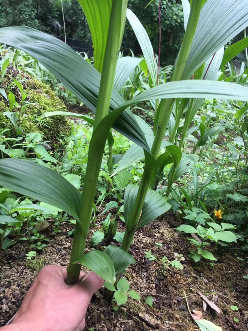 白芨种苗无条件技术跟踪服务免费补苗保价回收