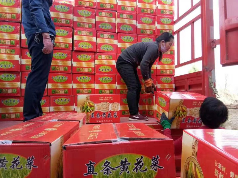 包邮，甘肃农家锅蒸黄花菜，硬条七蕊，偶含熟条，包邮保退，