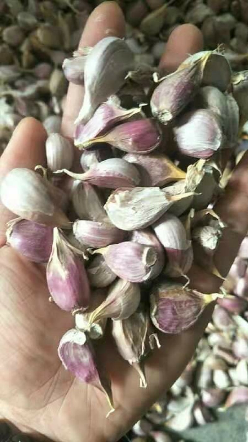 （彭州)二代红根蒜苗蒜早蒜四川红蒜正月早