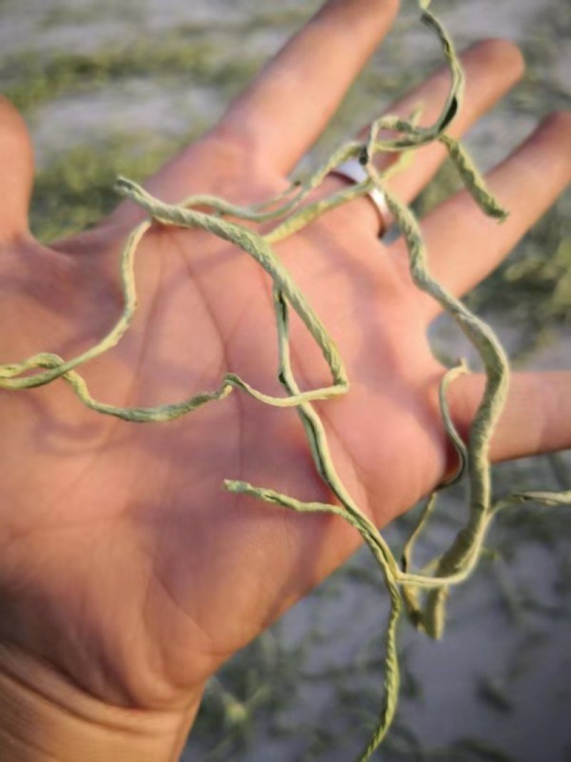 豆角丝头等豆角丝大量上市，要的新老客户提前联系，数量不多