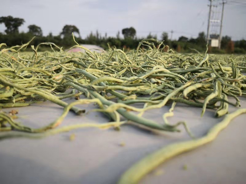 豆角丝头等豆角丝大量上市，要的新老客户提前联系，数量不多
