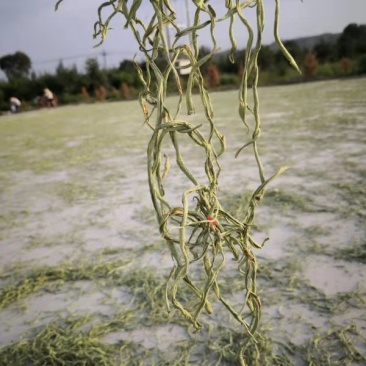 豆角丝头等豆角丝大量上市，要的新老客户提前联系，数量不多