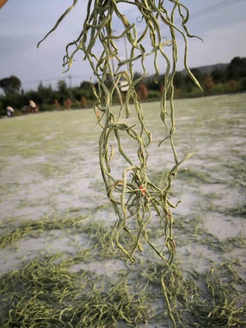 豆角丝头等豆角丝大量上市，要的新老客户提前联系，数量不多