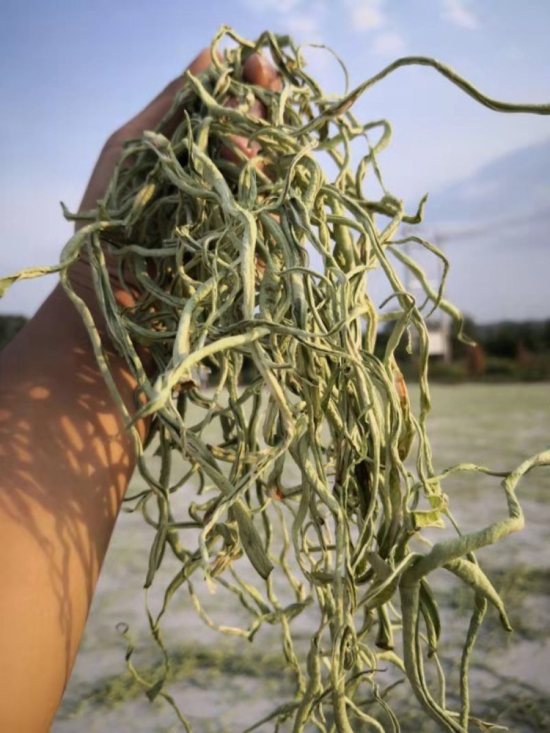 豆角丝头等豆角丝大量上市，要的新老客户提前联系，数量不多