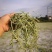 豆角丝头等豆角丝大量上市，要的新老客户提前联系，数量不多