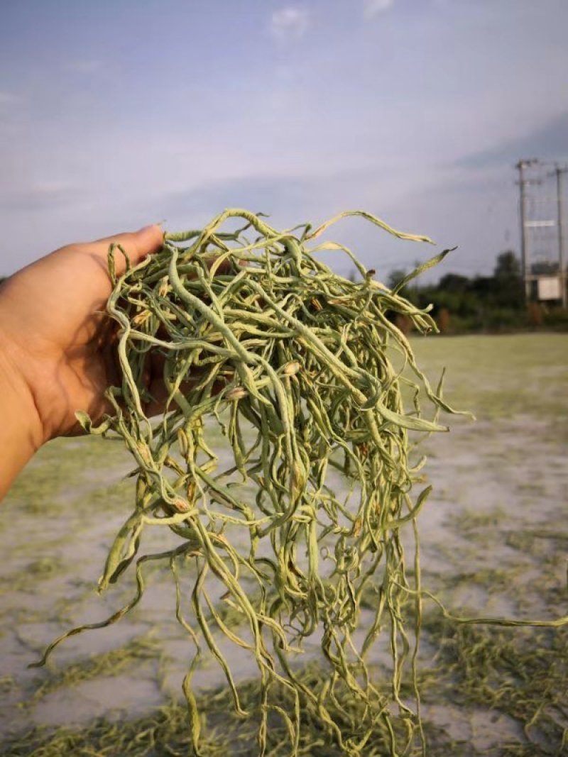 豆角丝头等豆角丝大量上市，要的新老客户提前联系，数量不多