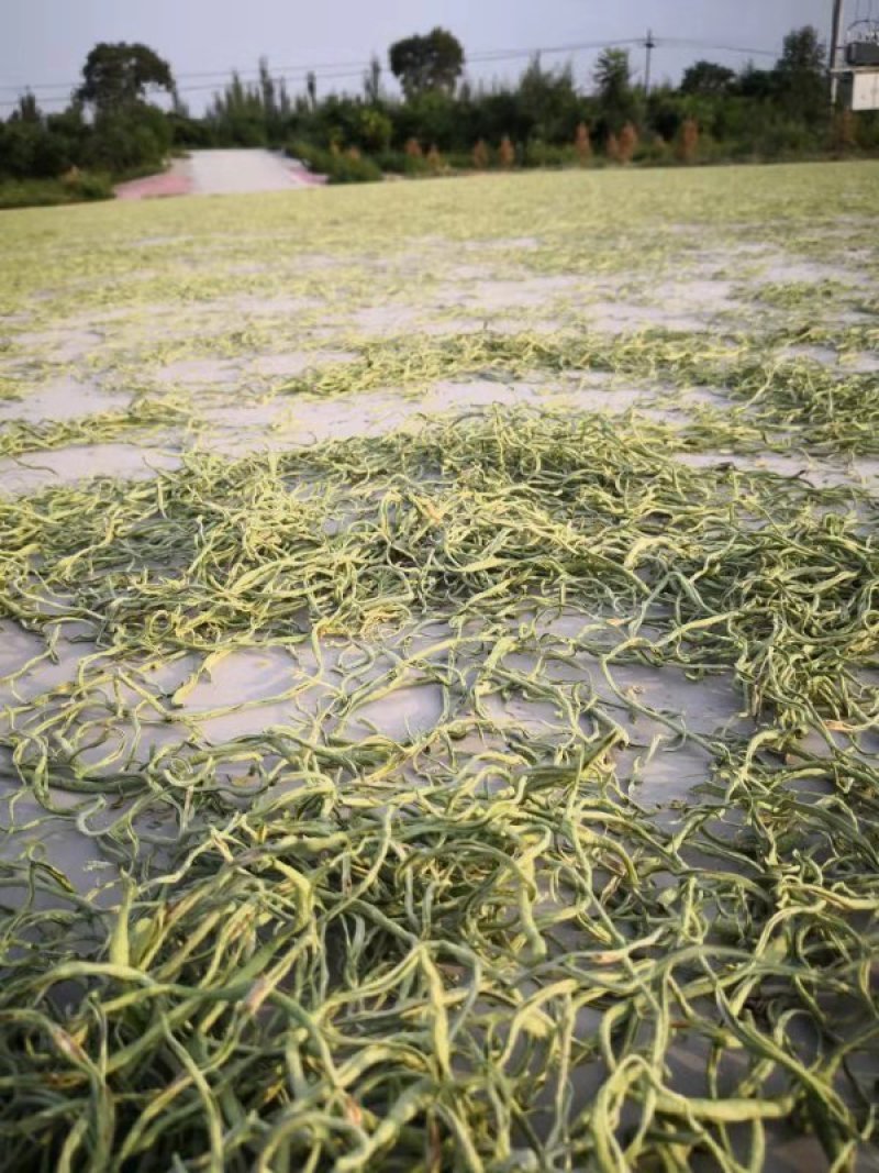 豆角丝头等豆角丝大量上市，要的新老客户提前联系，数量不多