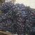 夏黑葡萄，串型好，颗粒大，颜色黑欢迎采购