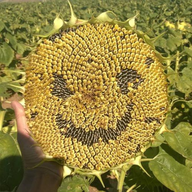 3633638葵花籽