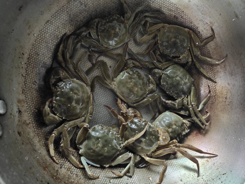 盘锦河蟹批发（母蟹）大量上市各种规格