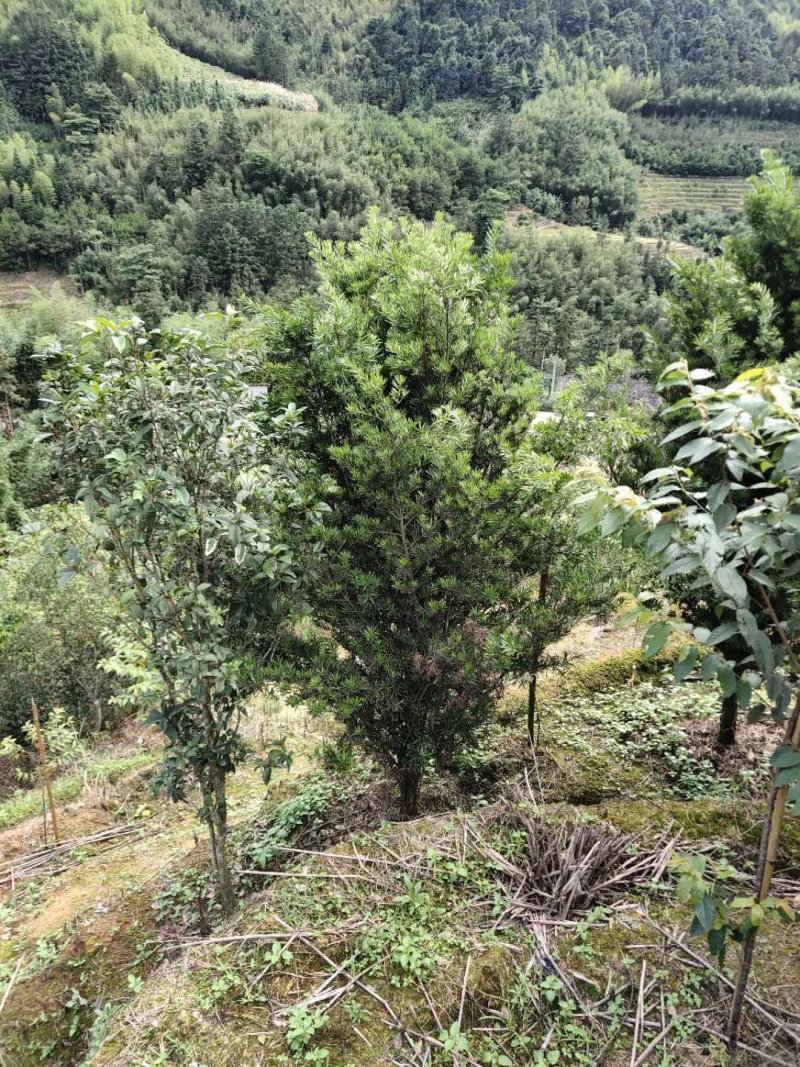 罗汉松