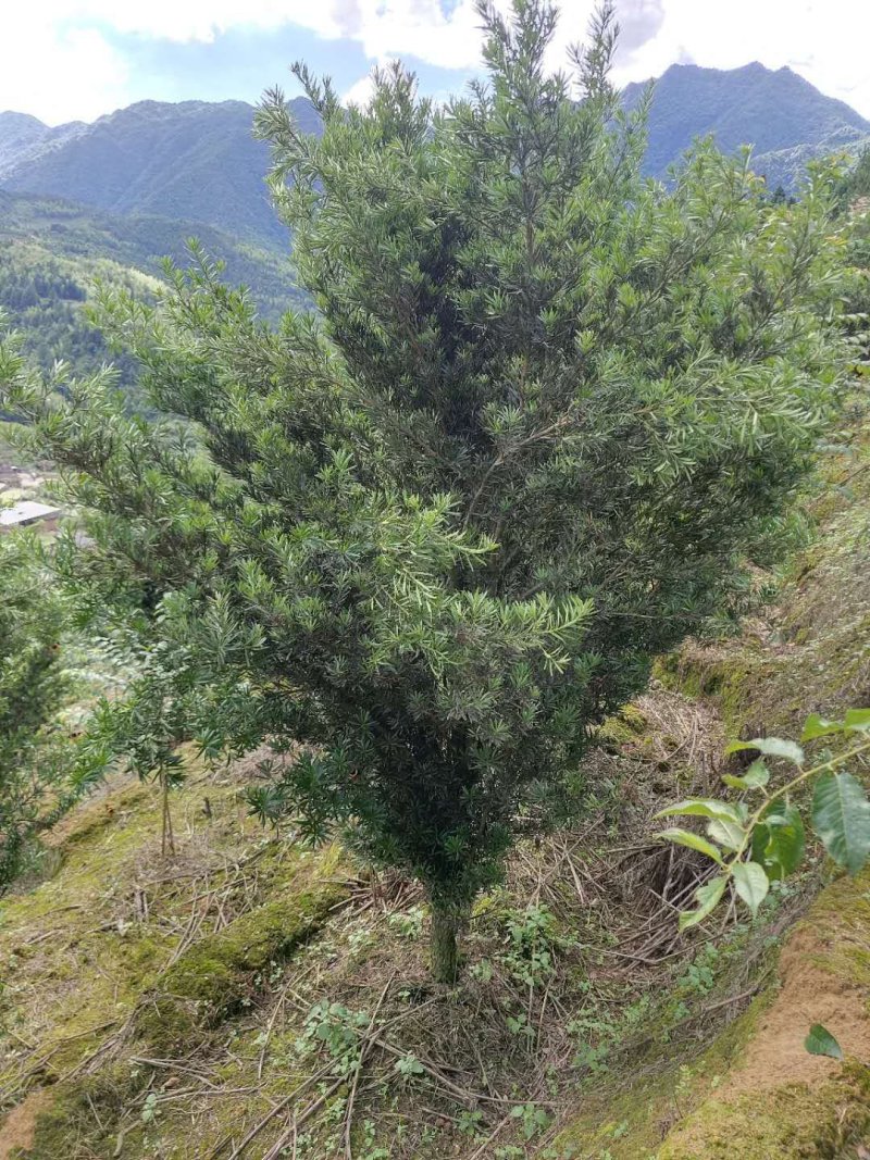 罗汉松