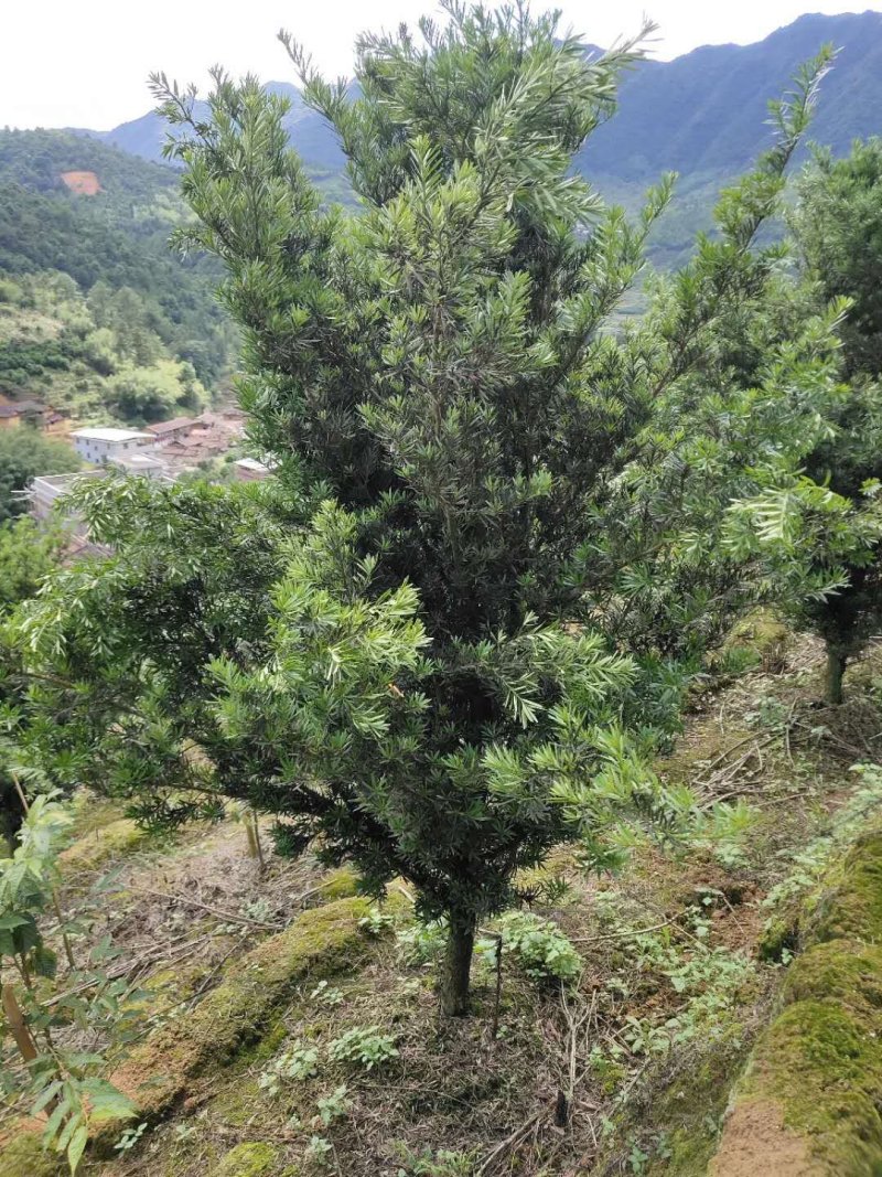 罗汉松