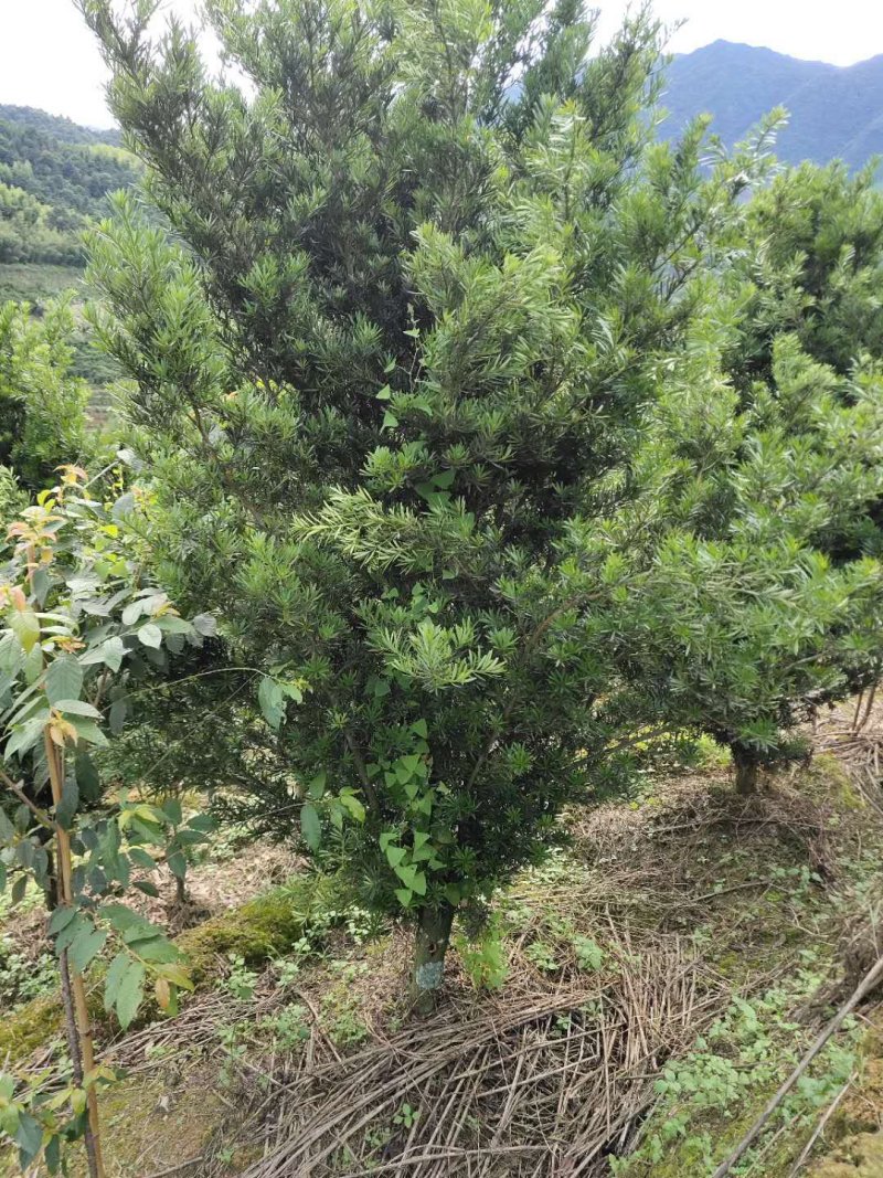 罗汉松